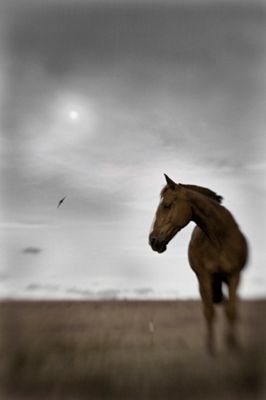 Rubio, Sky, Moon and Hawk
