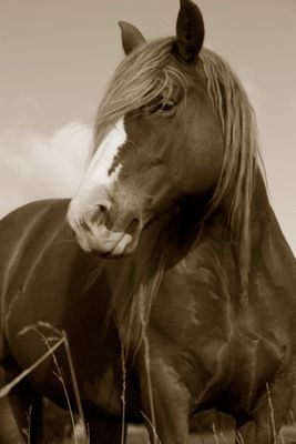 Esplendida