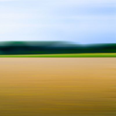 Sprouting Golden Wheat Field